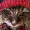 lakeeriecatlover