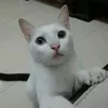 kalistc