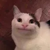 grcxnn
