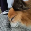 therealnaxi_ii