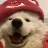 mocha_v4mp