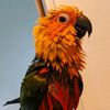 parrotden