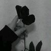 areejmukhtar6325