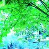 satelaytu