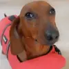 snoopy