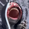 ojatinho