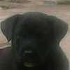 naleo1234yt