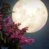 14_moon00