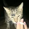 thatcrazycart