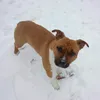 amstaff.fibi