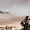 ele009911