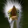 crazybirdboy97