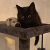 sootybonesthecat