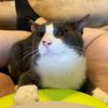 sillycat05