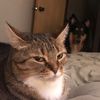 morganathemeow