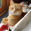 louis_the_orange_cat