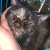 catismybabies