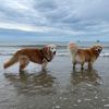 honeylovebuddy