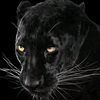 calebcano8