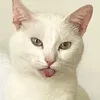 mamichampux