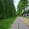 daihongthuy082026