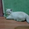 kucing.putih296