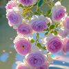 shahzain11998