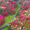 🇻🇳⏯️ Cảnh Đẹp Mỗi Ngày