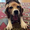 tuckerthebeaglou