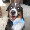 aussieshepindy