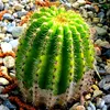 greenkaktus7
