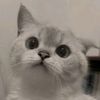 bamblebe_