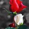 user8250619418192