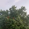 anwt2