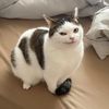 pakuchiii_