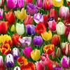 tulip_0812