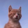 oyen_162