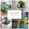 rimboalam