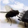 sollgud