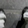 nikogangsta
