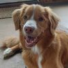 parker_riverdog