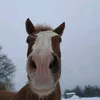 petraundtiere