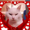 lillysicily