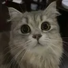 casterxcat