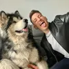LupoAlaskanMalamute