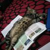 chegucomel