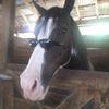 caballo903