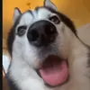 yochtibag