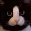 kucing_pedulii