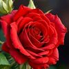 autumnrose4623